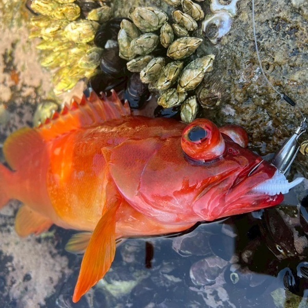 ガルプ！SWサンドワーム　2インチ